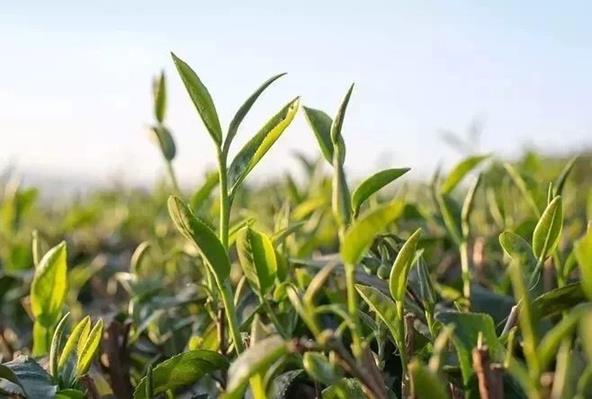 94C43257473668B43748F37E07879D19