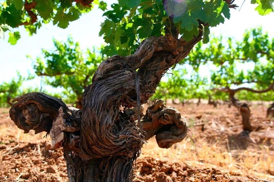 QQ圖片20190103102239