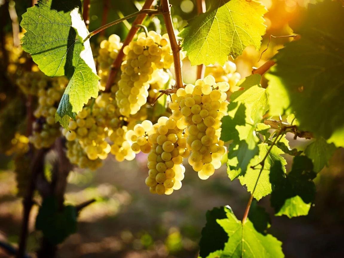 QQ圖片20191129145144